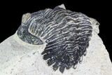 Bargain, Hollardops Trilobite - Visible Eye Facets #105980-4